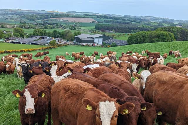 The cattle grazing above Balbirnie Home Farm in Fife (pic: GO Falkland)