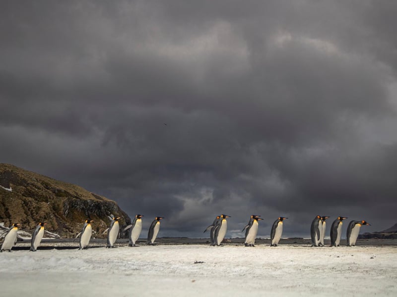 Wimbledon-based Paul Goldstein snapped the distinctive birds on a recent expedition he led to South Georgia.