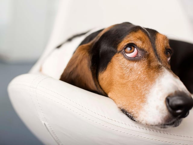 The Basset Hound gets its name from the French word 'bas' and the suffix 'et', which literally mean 'rather low', referring to the the dog's relatively short stature.
