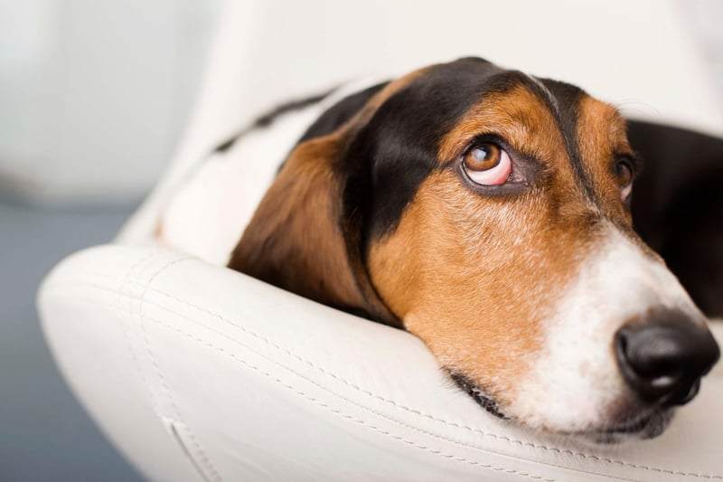 The Basset Hound gets its name from the French word 'bas' and the suffix 'et', which literally mean 'rather low', referring to the the dog's relatively short stature.