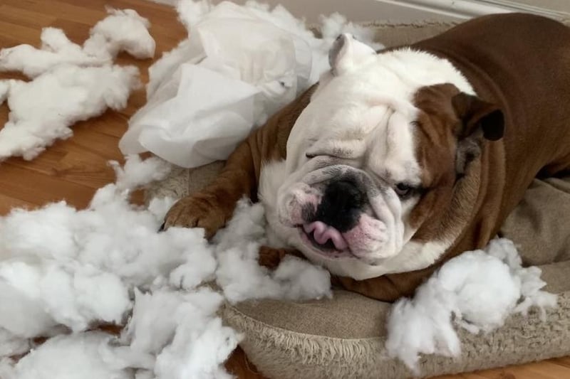 Naughty Buster the Bulldog likes to help himself to cushions when the covers are in the wash...then destroys them.