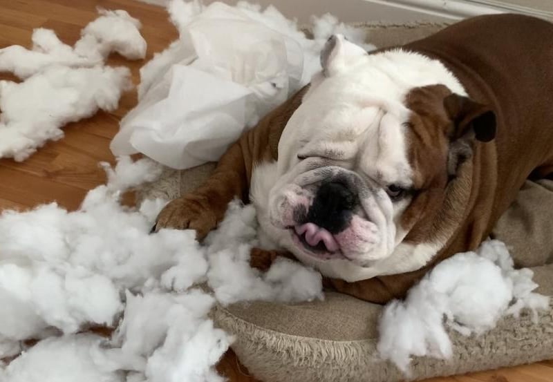 Naughty Buster the Bulldog likes to help himself to cushions when the covers are in the wash...then destroys them.