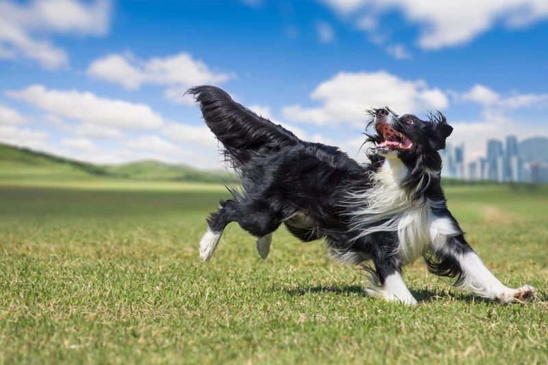 The Border Collie is the world's most intelligent dogs and one of the cheapest - costing around £900-£1,300.