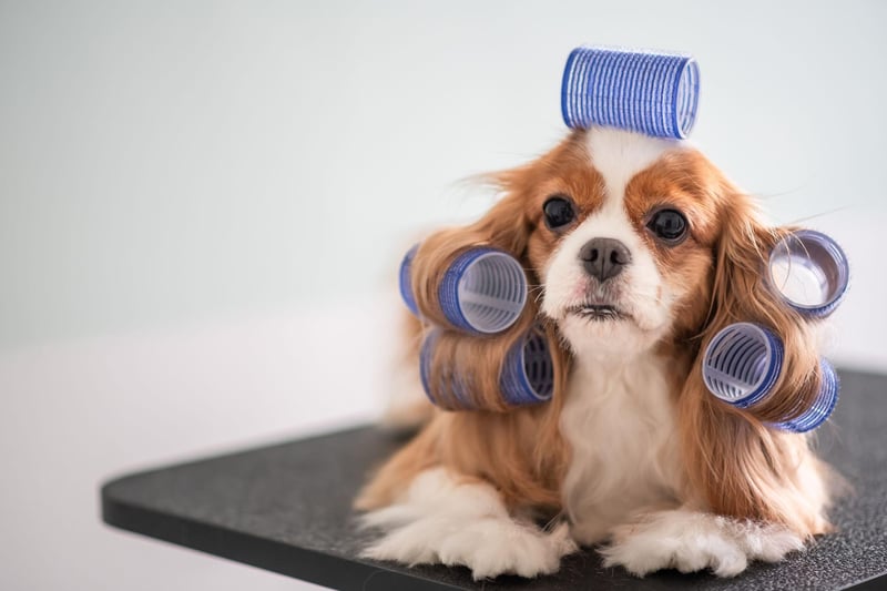 The diminutive Cavalier King Charles Spaniel requires a little more grooming than other breeds of small dog, but they are quiet, intelligent, easy to train, and never happier than when they are snuggled up in your lap.