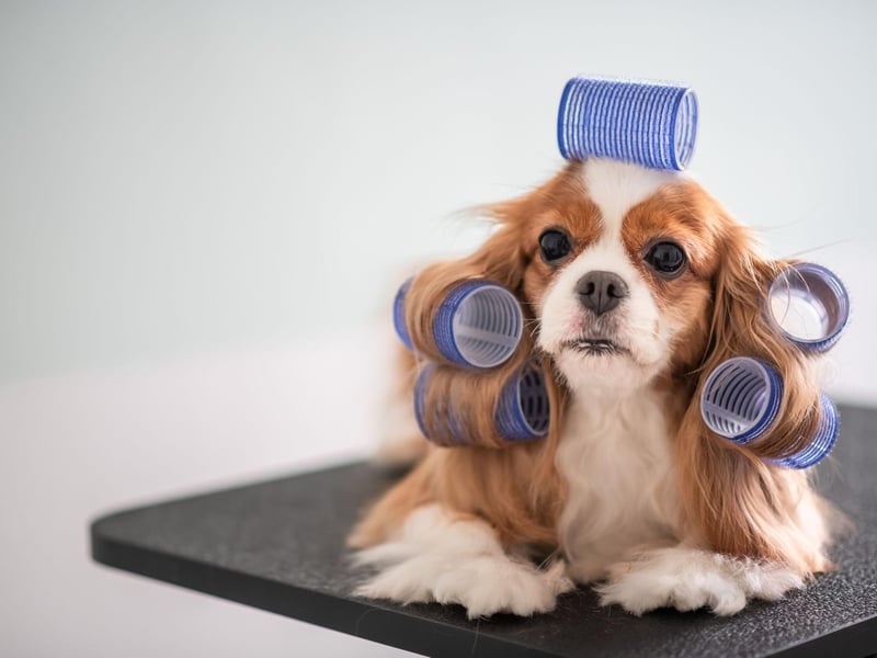 The diminutive Cavalier King Charles Spaniel requires a little more grooming than other breeds of small dog, but they are quiet, intelligent, easy to train, and never happier than when they are snuggled up in your lap.