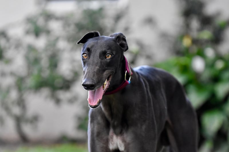 Jack is a popular name for new Greyhound pups - coming seventh in our top 10. It's an English name meaning 'god is gracious'.