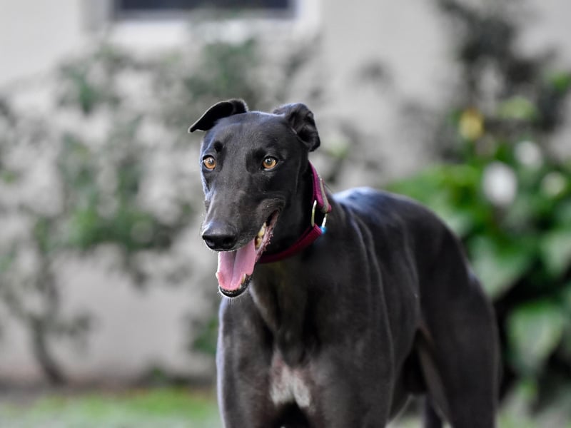Jack is a popular name for new Greyhound pups - coming seventh in our top 10. It's an English name meaning 'god is gracious'.