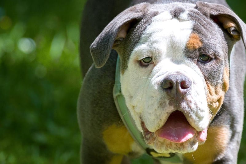 Also known as the English Bulldog (distinct from their smaller French cousins), the Bulldog isn't always tricolour, but when they are they can half a very attractive mix of black and white mixed with brindle or fawn. Occasionally they can also have near-lilac coloured patches.