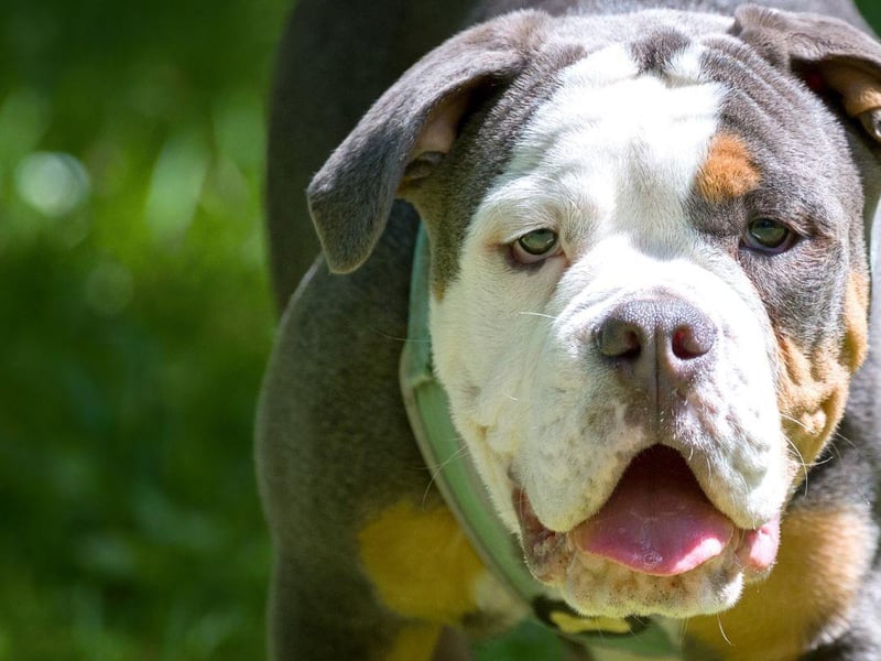 Also known as the English Bulldog (distinct from their smaller French cousins), the Bulldog isn't always tricolour, but when they are they can half a very attractive mix of black and white mixed with brindle or fawn. Occasionally they can also have near-lilac coloured patches.