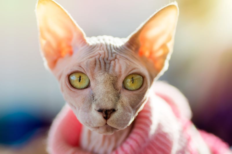 The Sphynx cat breed is friendly, affectionate and can hold a good conversation. They aren't good alone, but are very friendly with other breeds of cat.