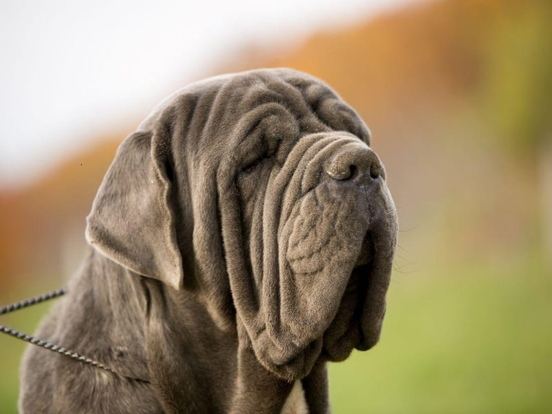 The adorably wrinkly Neopolitan Mastiff can expect to live for 7-9 years.