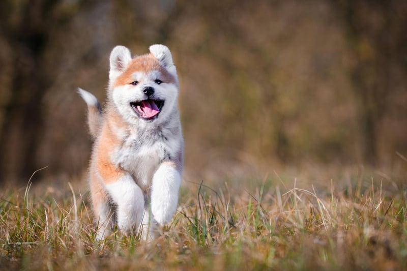 Moving to the breeds of dog that have truly independent spirits. The Akita was used for hunting and protection in its native Japan and is known to be equally happy at its owner's side or wandering around alone. Frankly, this is a dog that doesn't think it even needs an owner.