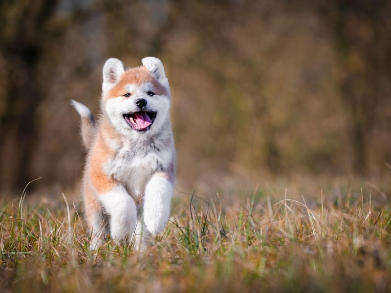 Moving to the breeds of dog that have truly independent spirits. The Akita was used for hunting and protection in its native Japan and is known to be equally happy at its owner's side or wandering around alone. Frankly, this is a dog that doesn't think it even needs an owner.