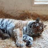 A litter of three endangered Amur tiger cubs has been born at the Royal Zoological Society of Scotland’s (RZSS) Highland Wildlife Park.