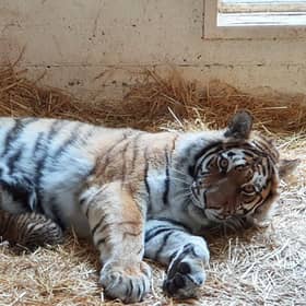 A litter of three endangered Amur tiger cubs has been born at the Royal Zoological Society of Scotland’s (RZSS) Highland Wildlife Park.