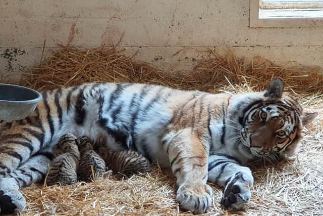 A litter of three endangered Amur tiger cubs has been born at the Royal Zoological Society of Scotland’s (RZSS) Highland Wildlife Park.