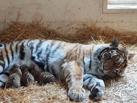 A litter of three endangered Amur tiger cubs has been born at the Royal Zoological Society of Scotland’s (RZSS) Highland Wildlife Park.