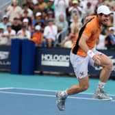 Andy Murray screams in pain after damaging ankle ligaments during his match against Tomas Machac at the Miami Open last month. (Photo by Al Bello/Getty Images)