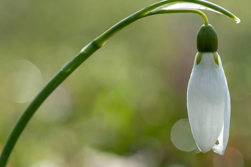 Cambo Estate, in Fife, is one of the best places in Europe to see snowdrops. They look after the Plant Heritage national snowdrop collection, meaning there are over 350 varieties to spot on a signed walk that takes you through beautiful woodland to the sea.