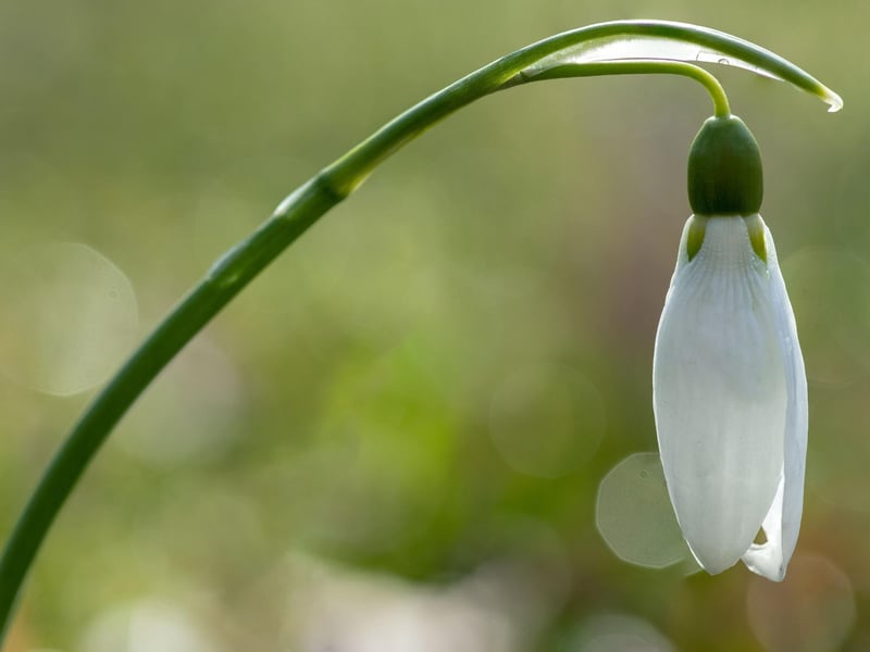 Cambo Estate, in Fife, is one of the best places in Europe to see snowdrops. They look after the Plant Heritage national snowdrop collection, meaning there are over 350 varieties to spot on a signed walk that takes you through beautiful woodland to the sea.