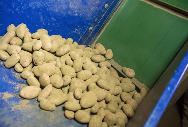 Potato farming in Scotland will be affected by a potato disease caused by hot weather if global warming continues, according to Met Office study (Photo: Lisa Ferguson).