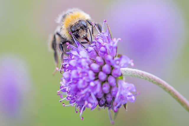 Nature-friendly methods include planting non-crop species on farmland to bolster wild bees and other pollinators
