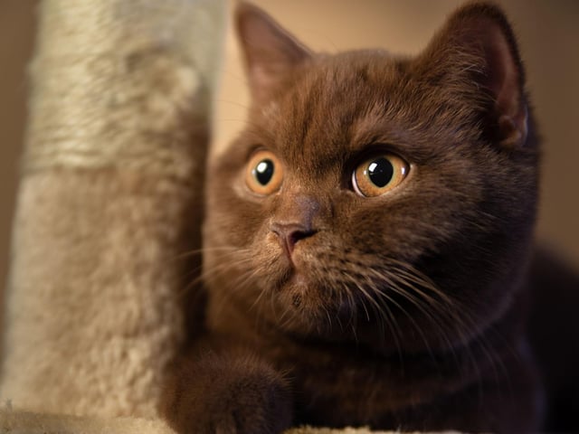 First brought to Europe by the Romans centuries ago, the British Shorthair cat breed is still one of the most popular breeds on the planet.