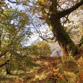 The Scottish Government has plans to increase tree planting, restore peatlands and reduce emissions from farming, but they do not go far enough (Picture: Andy Robinson/RSPB)