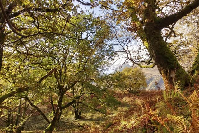 The Scottish Government has plans to increase tree planting, restore peatlands and reduce emissions from farming, but they do not go far enough (Picture: Andy Robinson/RSPB)