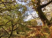 The Scottish Government has plans to increase tree planting, restore peatlands and reduce emissions from farming, but they do not go far enough (Picture: Andy Robinson/RSPB)