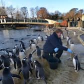 Edinburgh Zoo is losing £640,000 every month it is shut