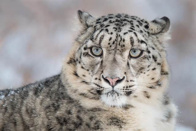 Snow Leopard (Panthera uncia), Naltar Valley, Gilgit-Baltistan, Pakistan.