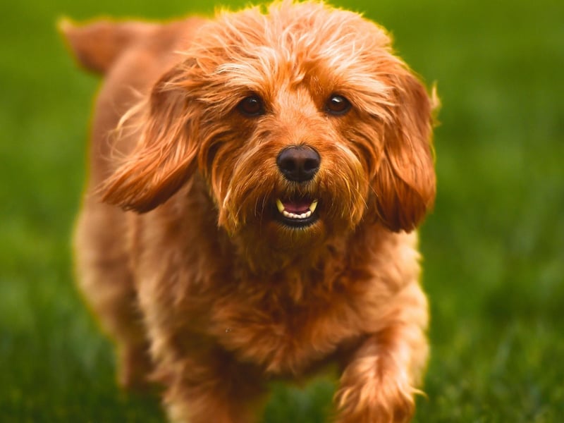 The Labradoodle is a cross between a Poodle and a Labrador Retriever, but this can lead to a wide range of different-looking dogs. Depending on the size of Poodle (toy, miniature or standard) and the colour of the Labrador Retreiver (black, yellow, chocolate, or red), the resulting puppy can come in a large number of sizes and shades.