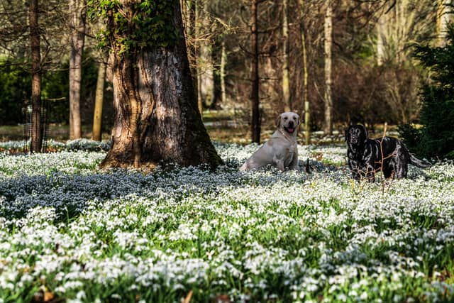 Drifts of snowdrops at Floors Castle, Kelso