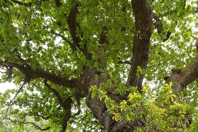 The Lord President’s Oak - nominated by Laura McNally of Forest and Land Scotland - has links to Duncan Forbes, Lord Culloden, who was Lord President of the Court of Session in the early 1700s. He would take his wife Mary to sit on a large stone and admire the view of the Moray Firth. The stone was moved to its present position in 1855 to make way for the Highland railway and it is thought the oak was planted at that time. The tree has grown into a magnificent specimen in its quirky location, guarding the bridge. It is on the path leading to St Mary’s Clootie Well, which played an important part in pagan celebration into the 20th century. The oak is known and loved by many who pass underneath it every day as they enjoy the grandeur of Culloden Forest, near Inverness.