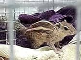 Zippy the squirrel is now in quarantine after his epic sea journey from India to Aberdeen (Picture: New Arc Wildlife Hospital)