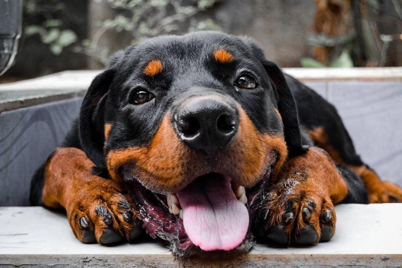 Often a misunderstood breed, the Rottweiler isn't overly-aggressive in normal curcumstances and can make a loving and gentle family pet. They are very protective though, and fear nothing, making them a buglar's worst nightmare.