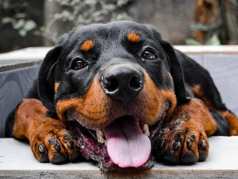 Often a misunderstood breed, the Rottweiler isn't overly-aggressive in normal curcumstances and can make a loving and gentle family pet. They are very protective though, and fear nothing, making them a buglar's worst nightmare.