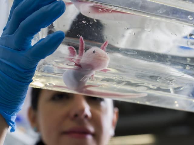 To confront an axolotl is to be momentarily stupified (Picture: Robert Michael/AFP via Getty Images)