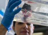 To confront an axolotl is to be momentarily stupified (Picture: Robert Michael/AFP via Getty Images)