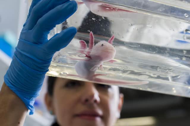 To confront an axolotl is to be momentarily stupified (Picture: Robert Michael/AFP via Getty Images)