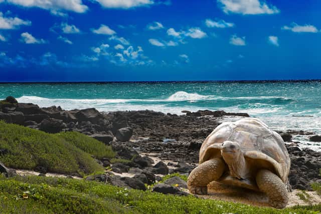 A giant tortoise on the Galapagos, one of the unique species that means a trip to the Islands 600 miles off the coast of Ecuador must incur the lightest possible footprint. Ecoventura's sustainable use vessels designed to minimise environmental impacts with reduced fuel consumption and greater speed.
