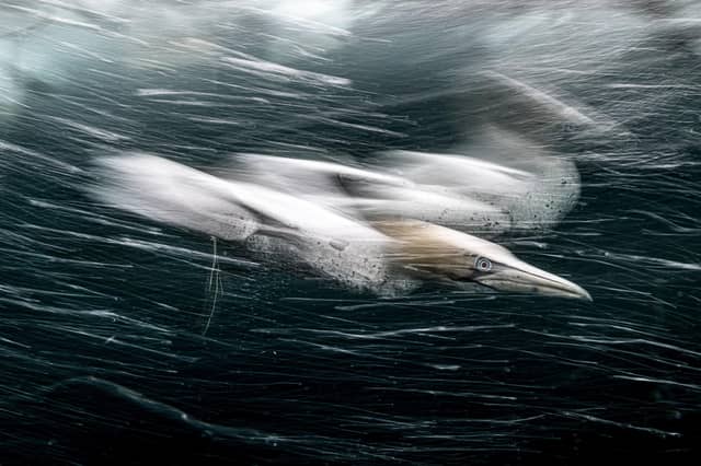 Grand prize winner. A gannet seconds after it dived off the Shetland Islands. Smashing through the water at 100 km per hour, this shot of a gannet in the Shetland Islands has scooped a British photographer the Grand Prize in an international photo competition. Henley Spiers, from Exeter, won the whopping £100,000 ($120,000) prize in the HIPA Nature competition.