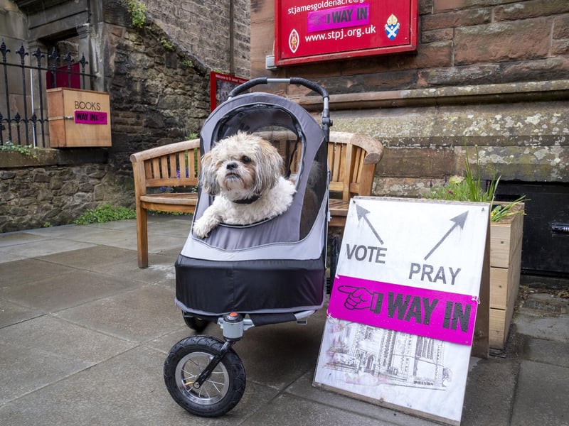Joey, the Shih Tzu, waits outside the polling station at St James' Church, Goldenacre, in Edinburgh.
