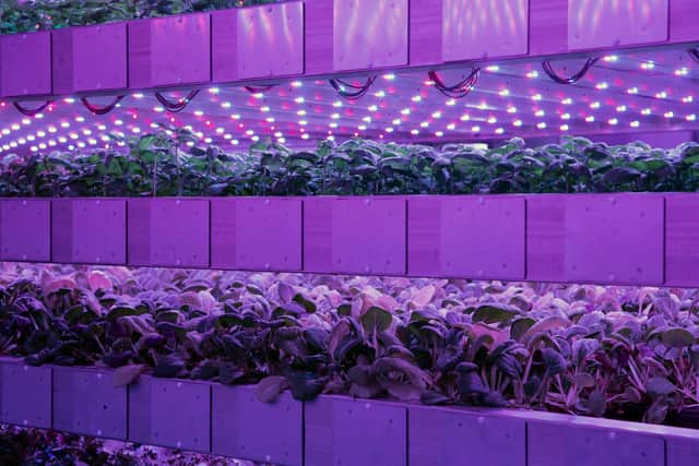 Vertical farming is one of the pioneering agri developments being pioneered by IGS