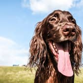 There's usually nothing to worry about if your dog is panting.
