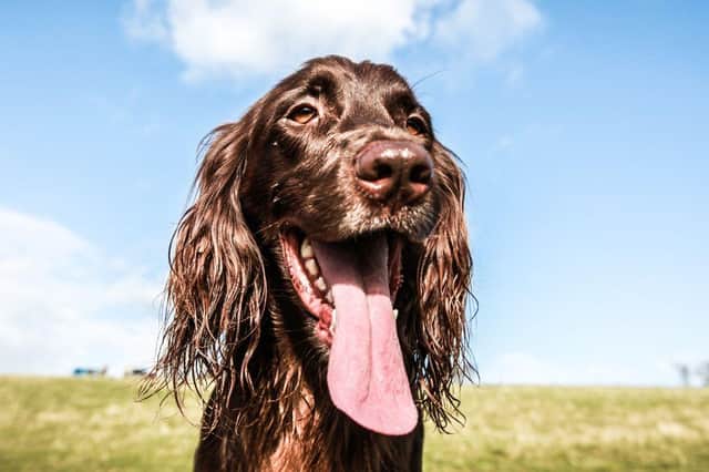 There's usually nothing to worry about if your dog is panting.