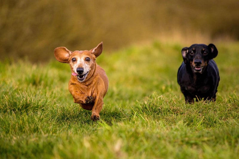 Completing the top five is the Miniature Smooth Haired Dachshund, with 3,474 registrations in the first three months of 2021. There are now more than five times as many of the cute sausage dogs in the UK as there were a decade ago.