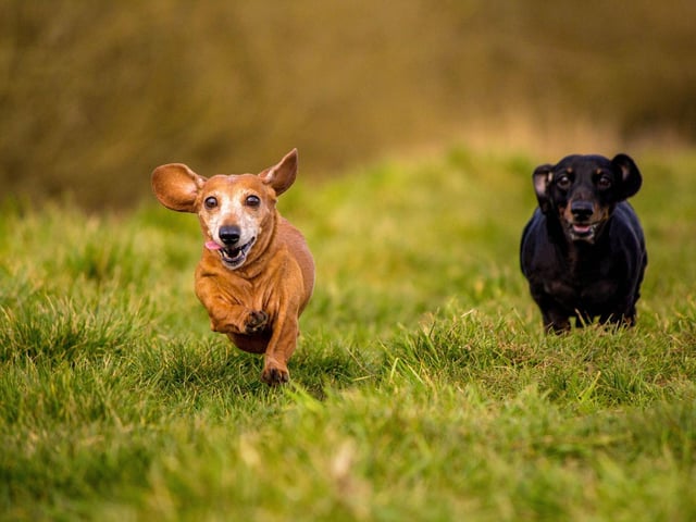 Completing the top five is the Miniature Smooth Haired Dachshund, with 3,474 registrations in the first three months of 2021. There are now more than five times as many of the cute sausage dogs in the UK as there were a decade ago.