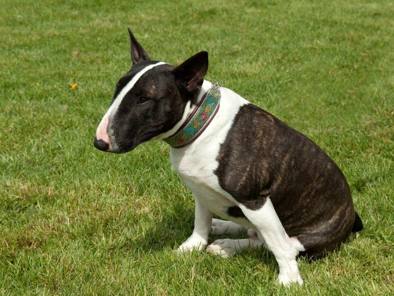 Bred in the first half of the 19th century in England by combining Bulldog and Terrier, the Bull Terrier was used to hunt vermin and in long-outlawed bloodsports.